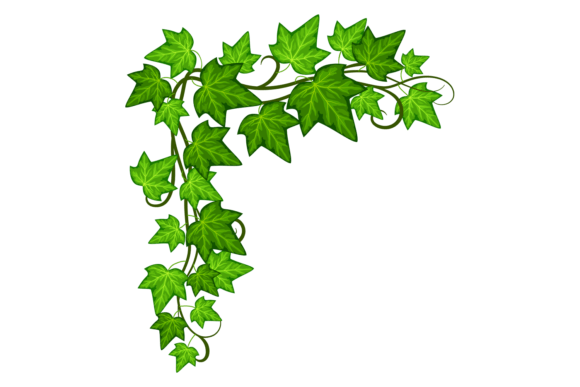 Green Ivy Corner: Decorative Natural Leaves for Creative Projects